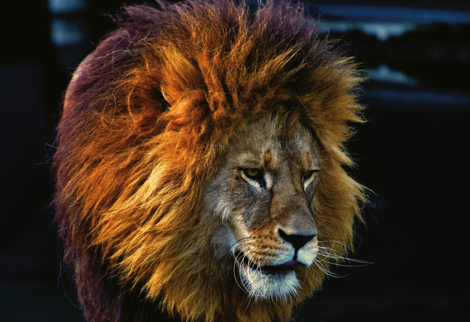The Ultimate Guide Through The San Diego Zoo