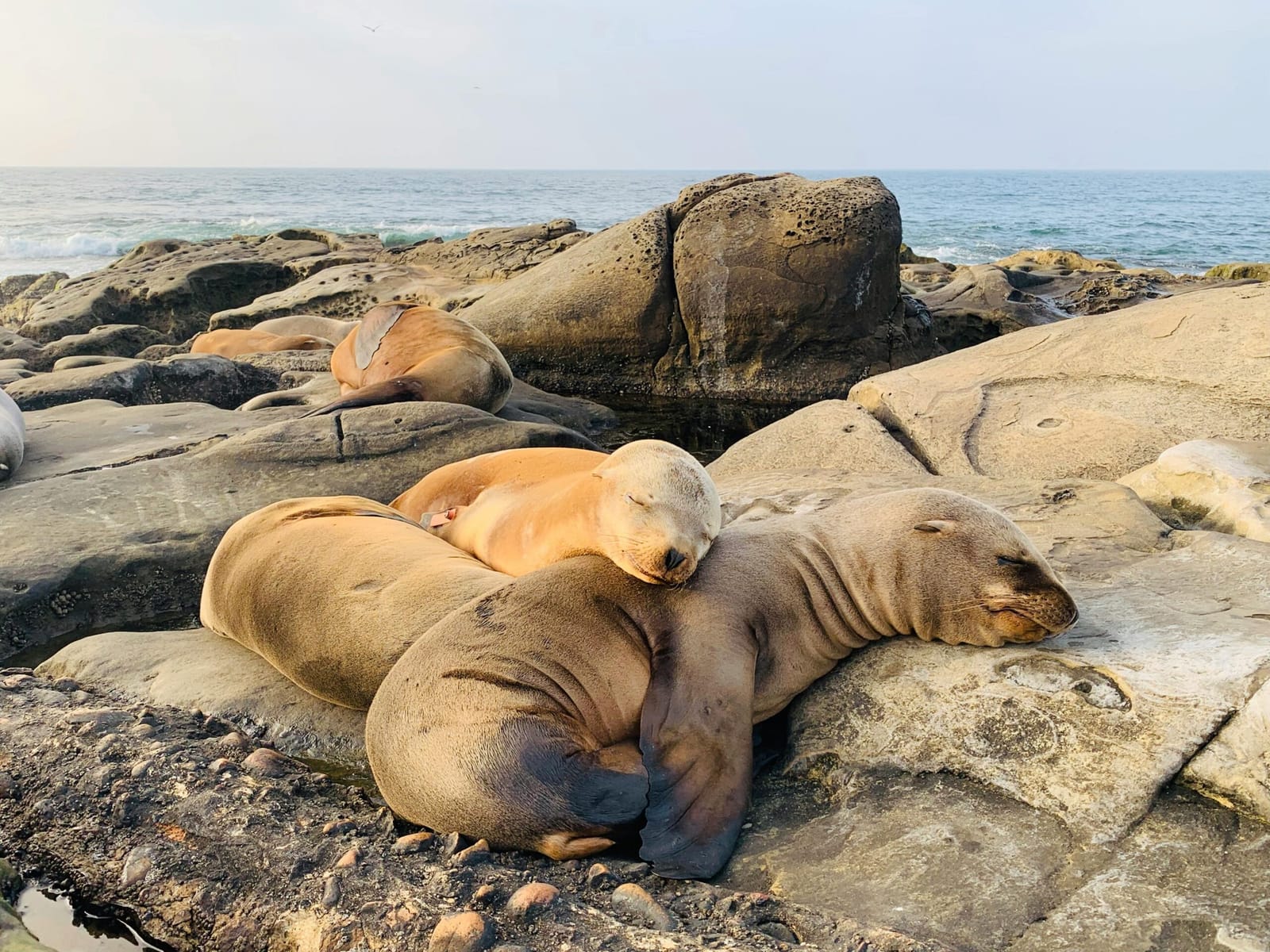 Date Night Itinerary: A Romantic Evening In La Jolla