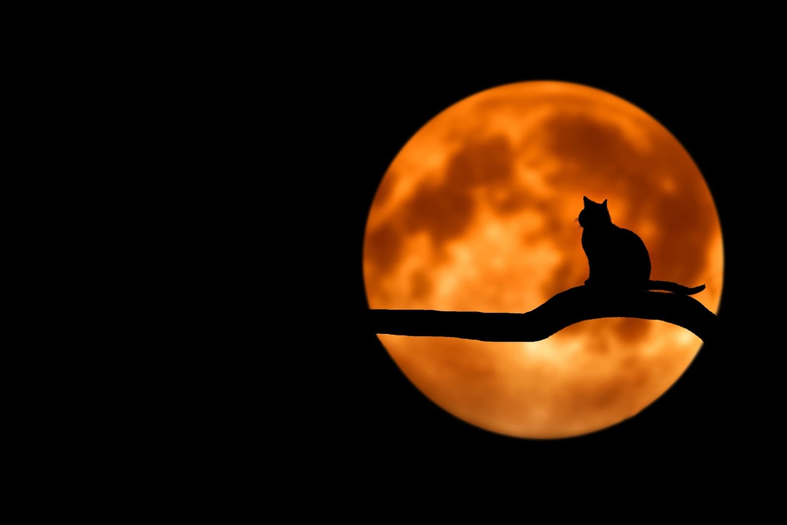 Weekend Itinerary: How To Celebrate Halloween In San Diego