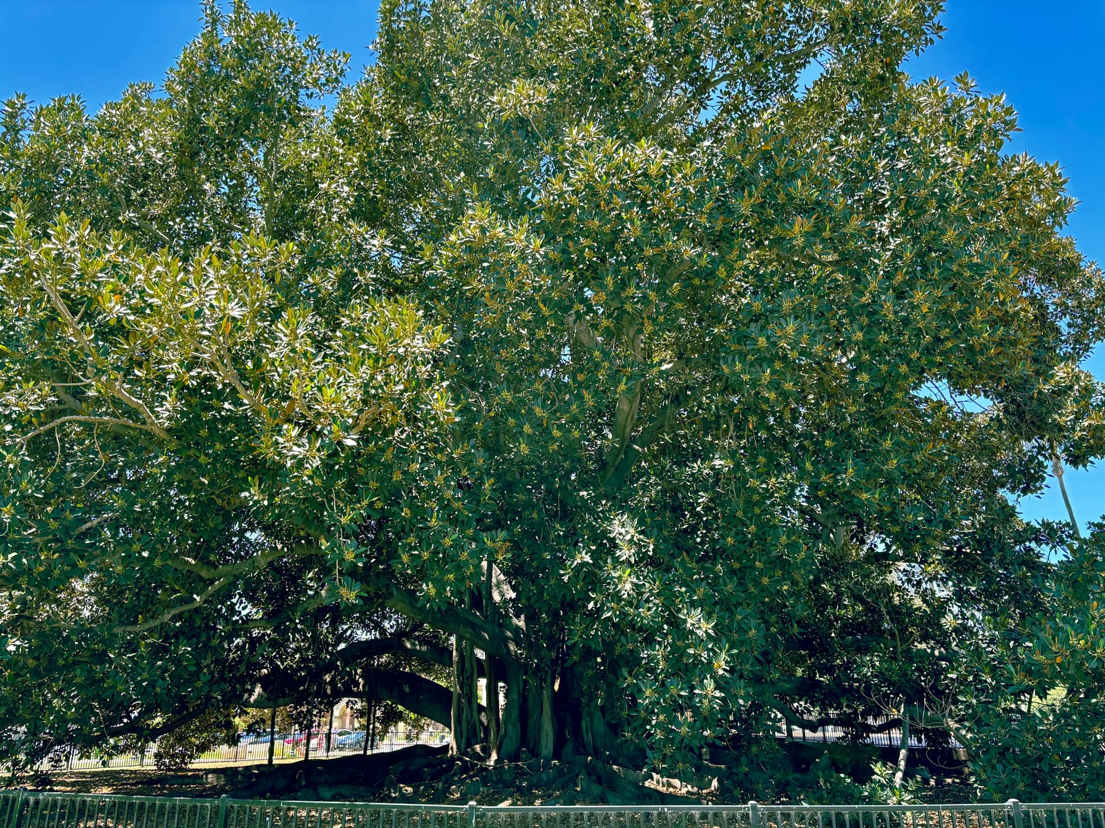 moreton bay fig tree