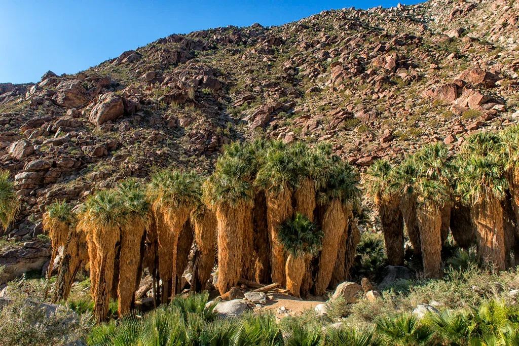 anza borrego