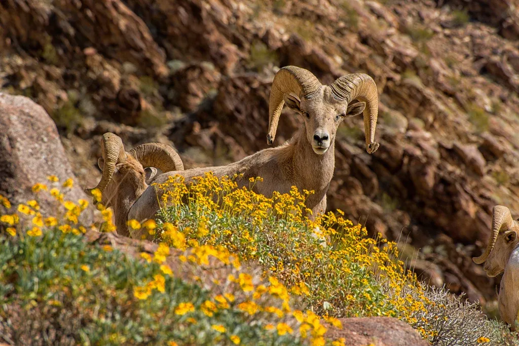 What To Do In Anza Borrego Desert State Park