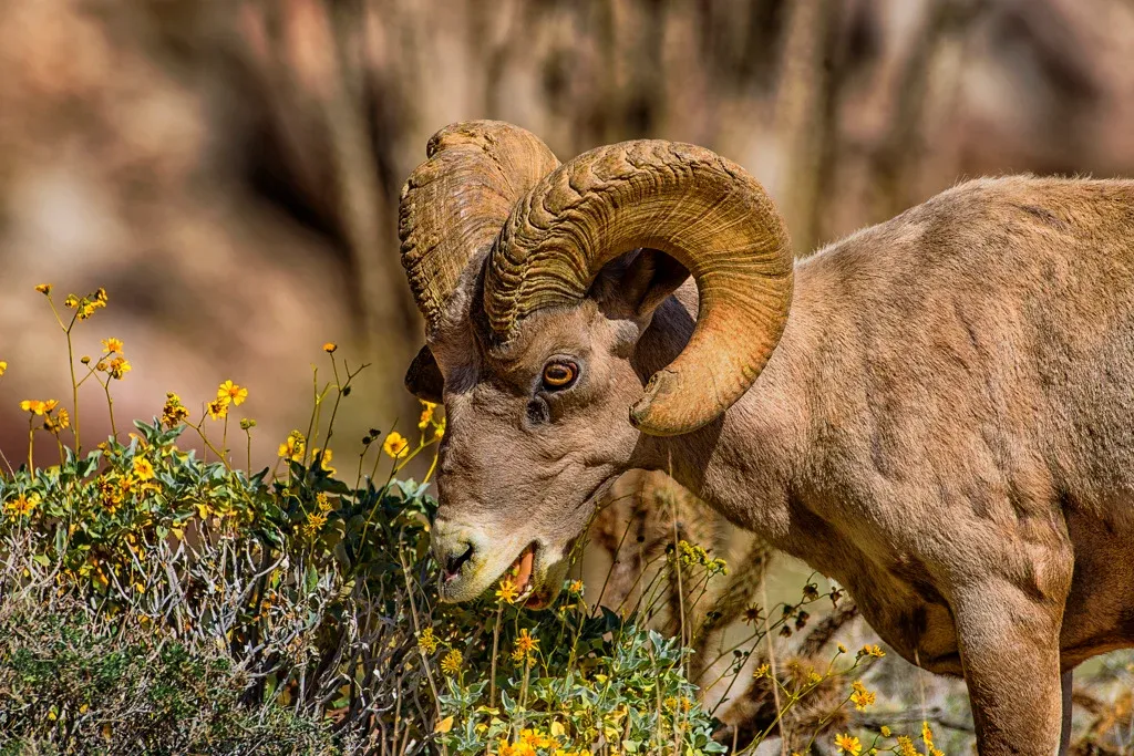 anza borrego