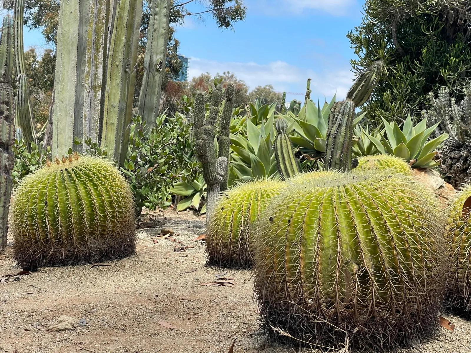 The Cactus Garden In Balboa Park