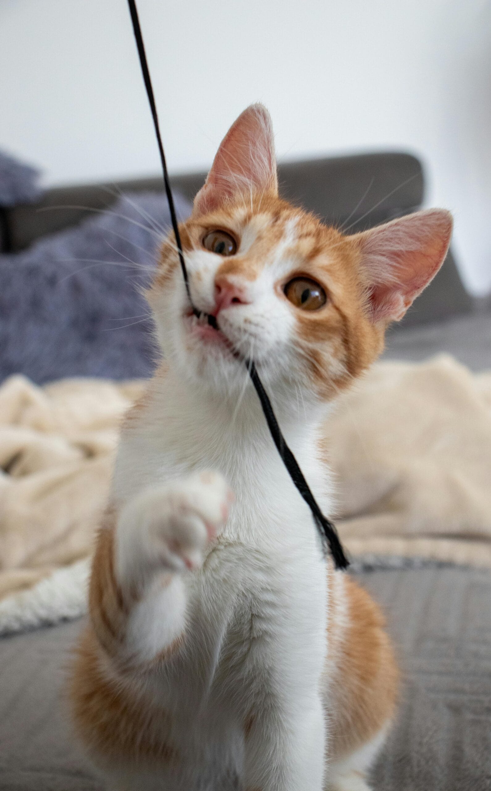 The Cat Lounge: Rescue And Adoption Center