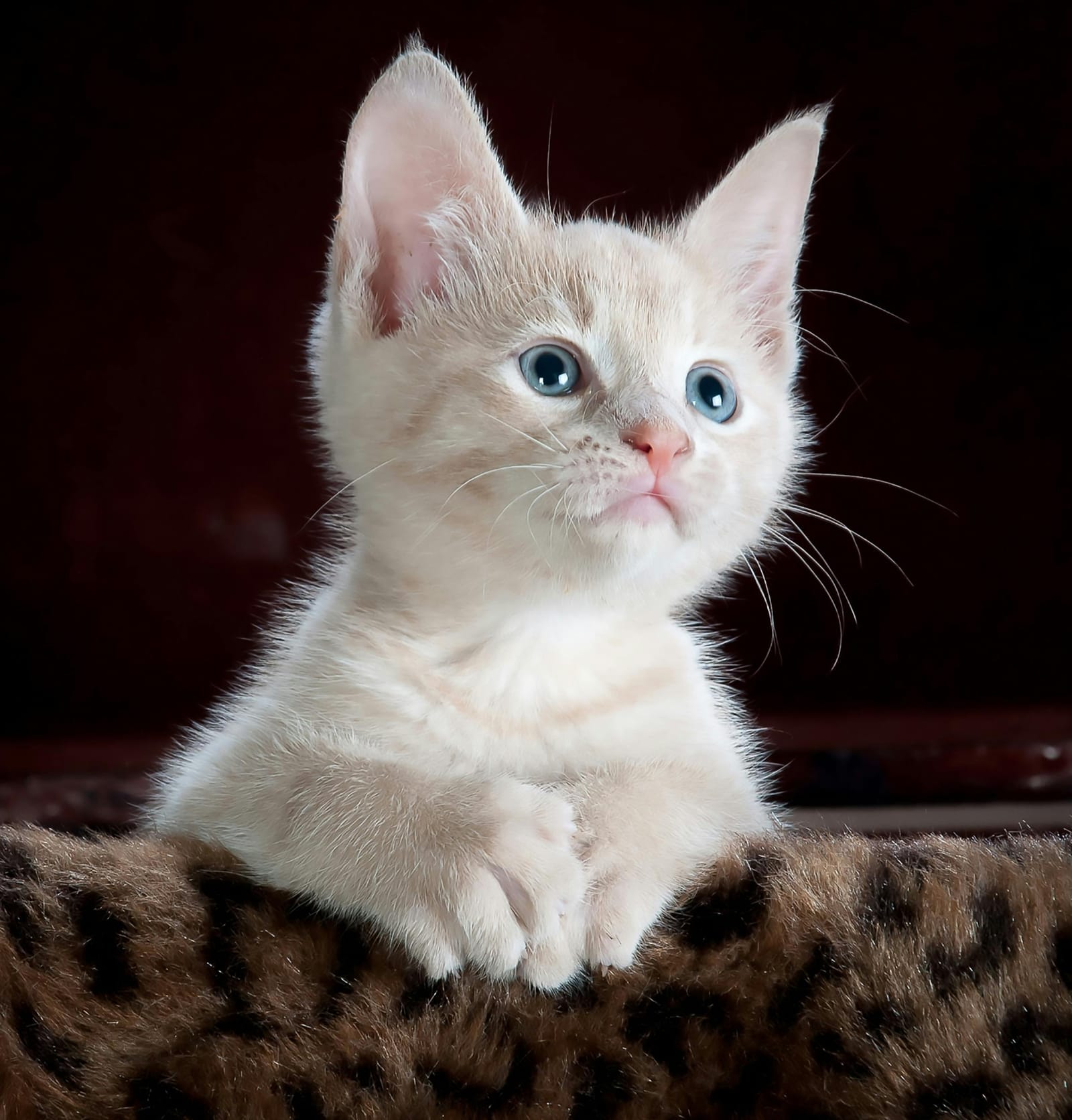 The Cat Cafe in San Diego