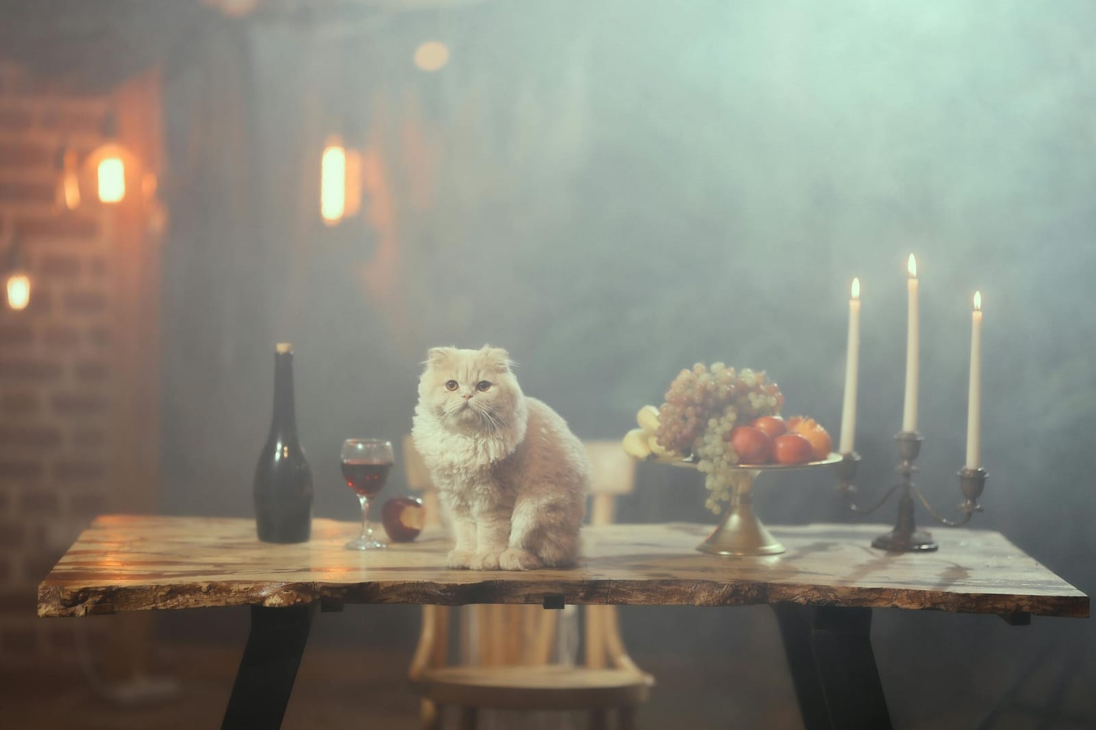 Cat Cafes In San Diego