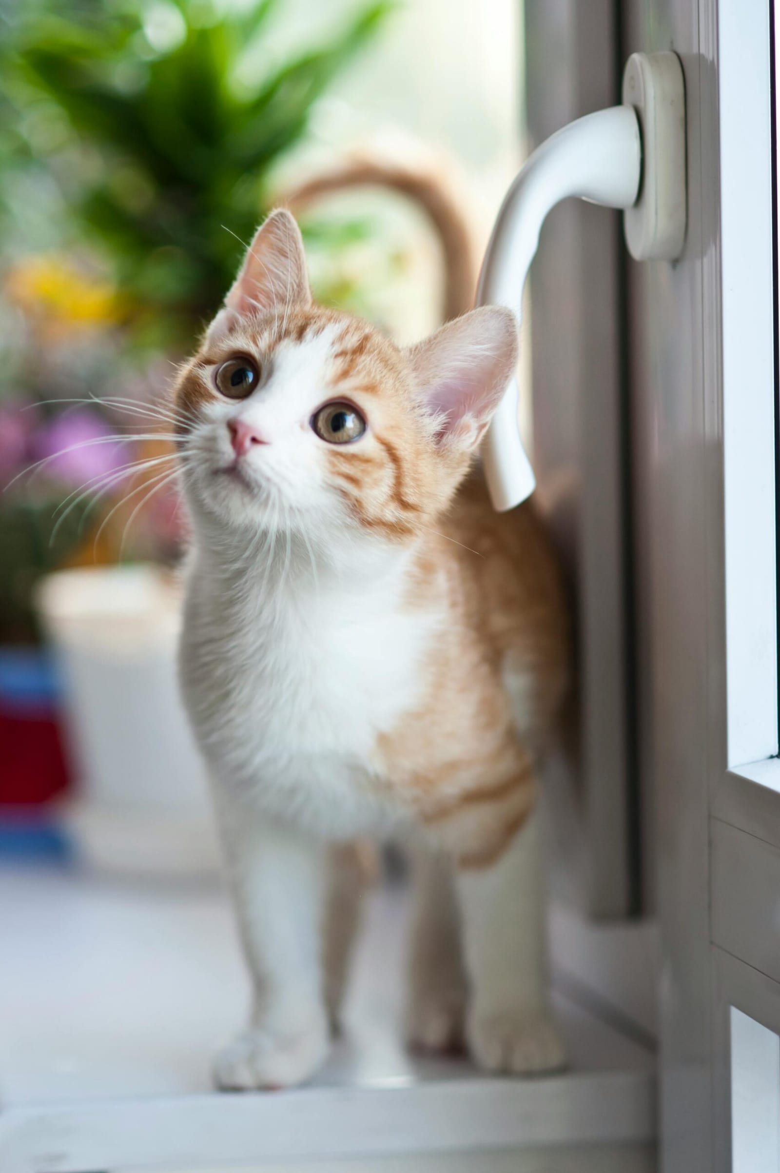 Cat And Craft Cafe