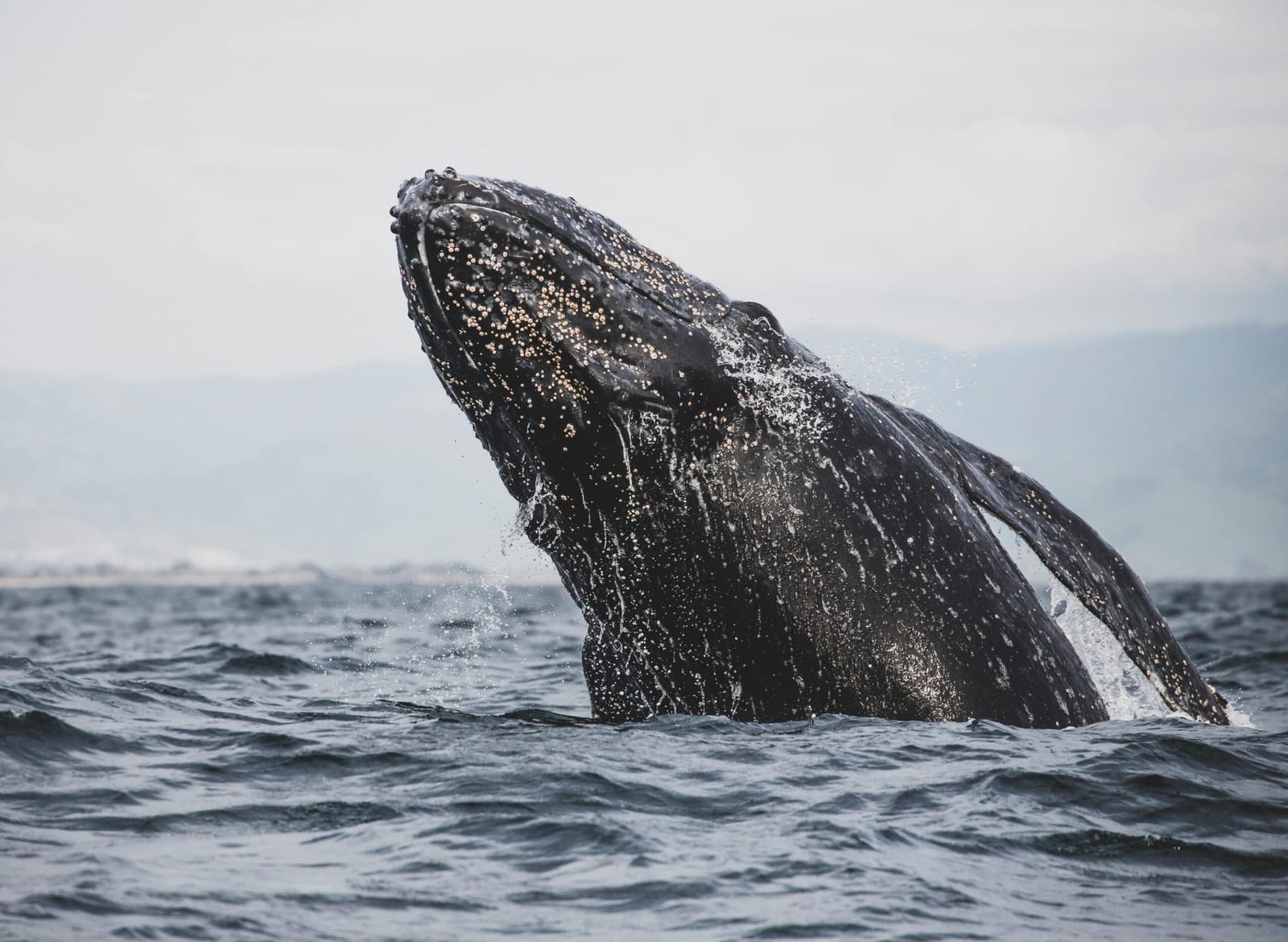 Whale Watching Tour in San Diego