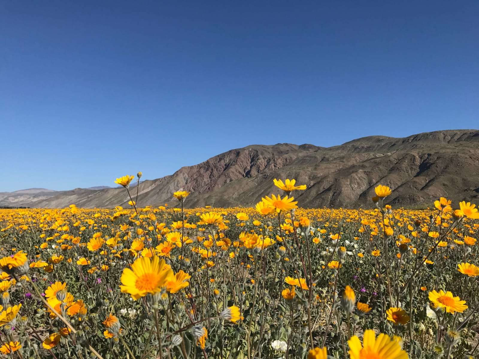 anza borrego wildflowers