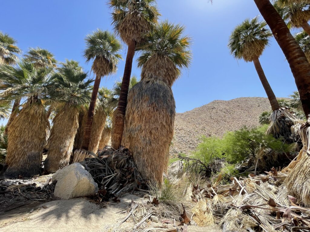 borrego palm canyon