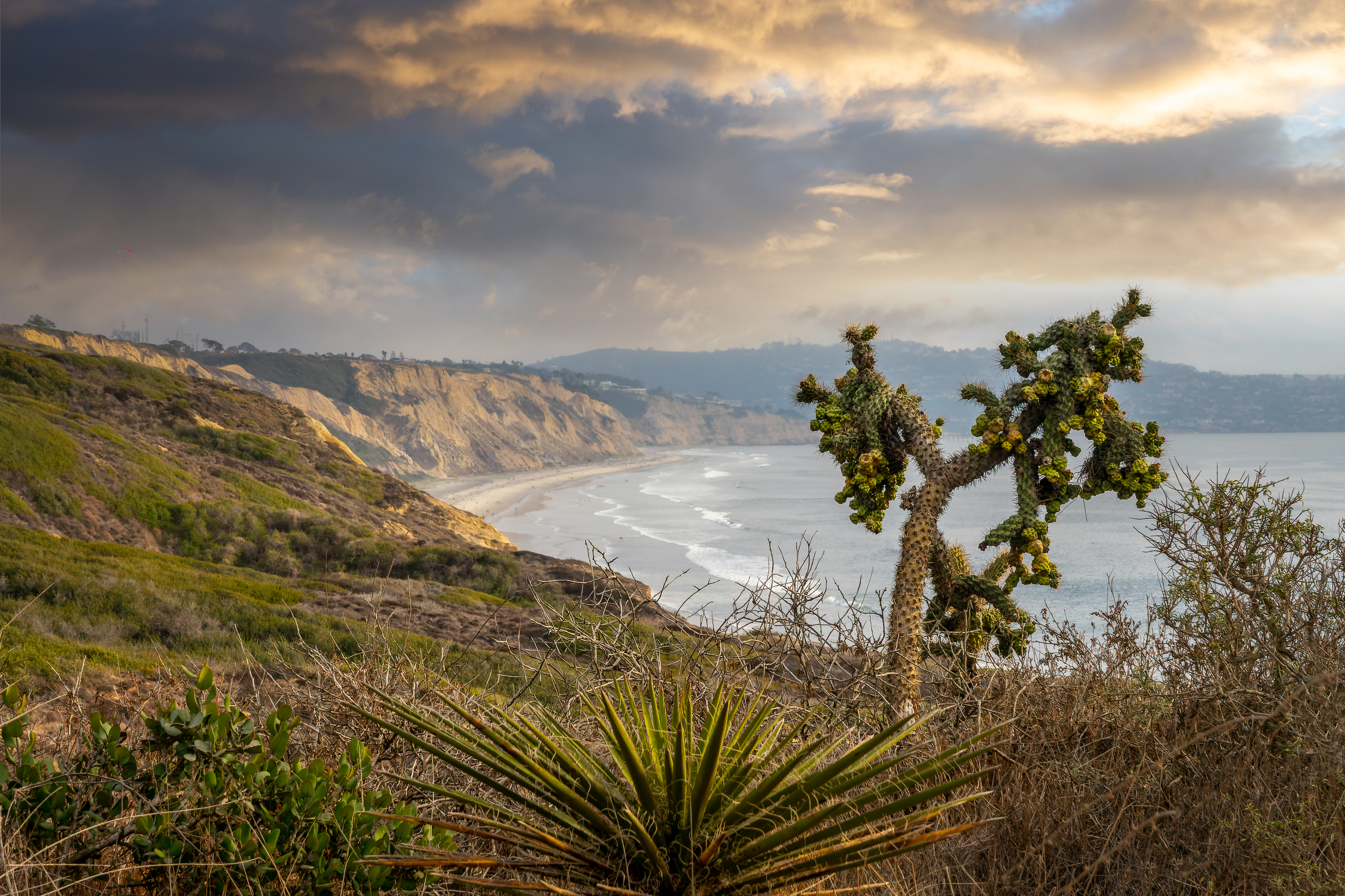 torrey pines state reserve