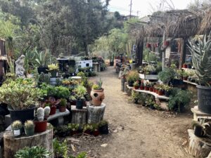 city farmers nursery